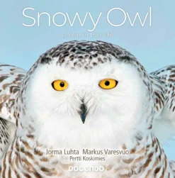 Snowy Owl – A Year in the Life