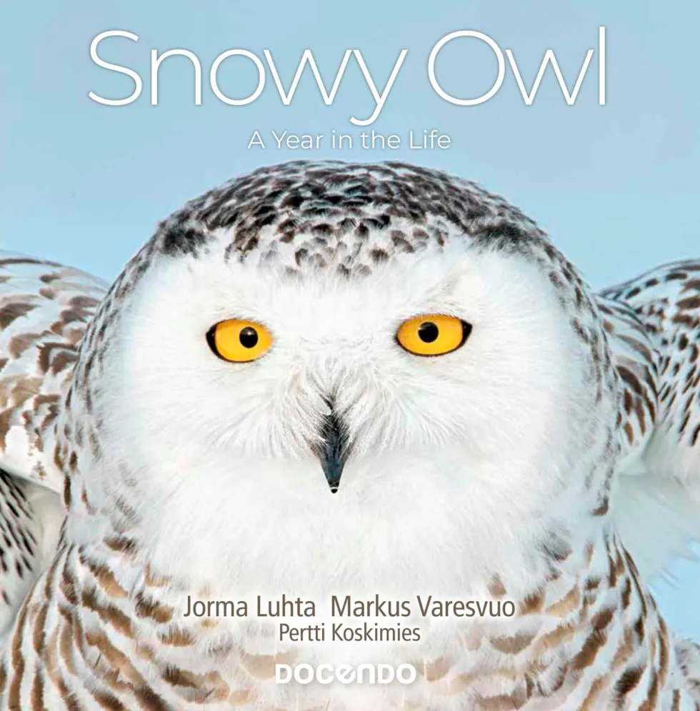 Snowy Owl – A Year in the Life
