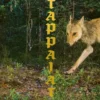 Tappajat